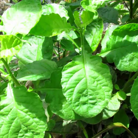 Hạt giống cải trời