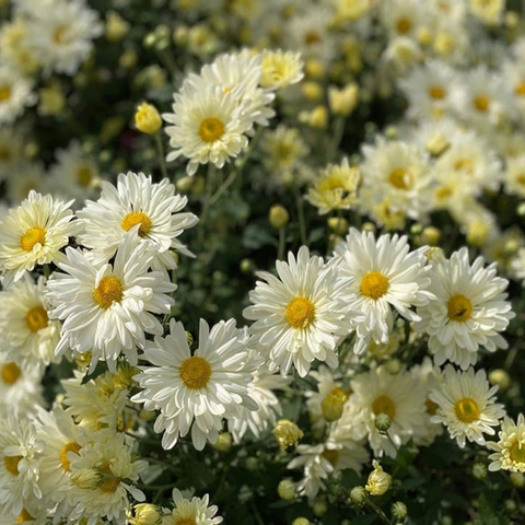 Hạt giống cúc hoạ mi