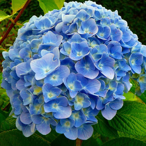 Hạt giống Hoa cẩm tú cầu