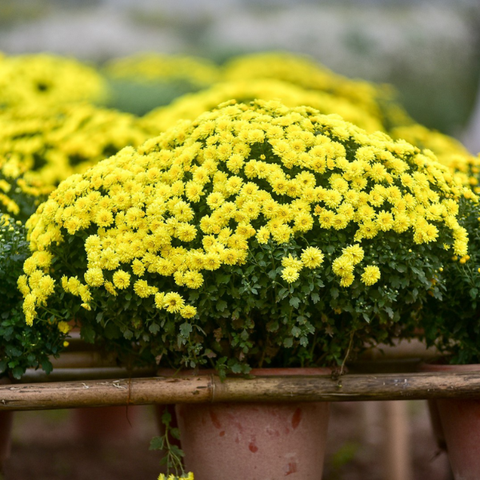 Hạt giống Hoa cúc mâm xôi