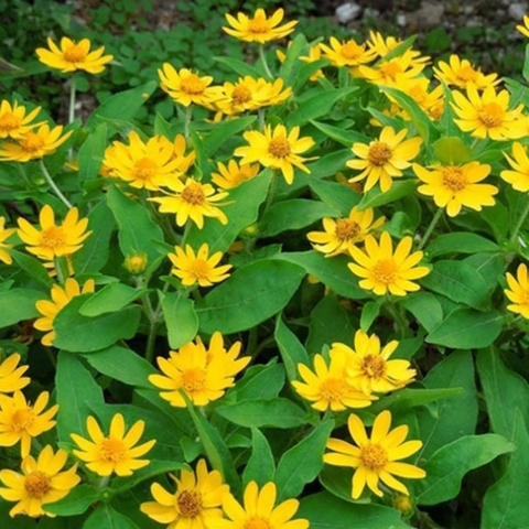 Hạt giống hoa cúc mặt trời