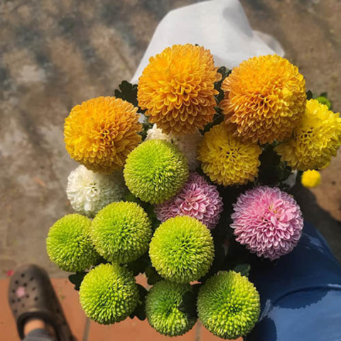 Hạt giống Hoa cúc Pingpong
