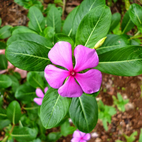 Hạt giống Hoa dừa cạn