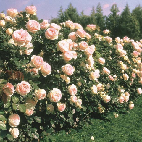 Hạt giống hoa hồng leo