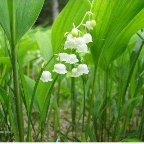 Hạt giống Hoa linh lan