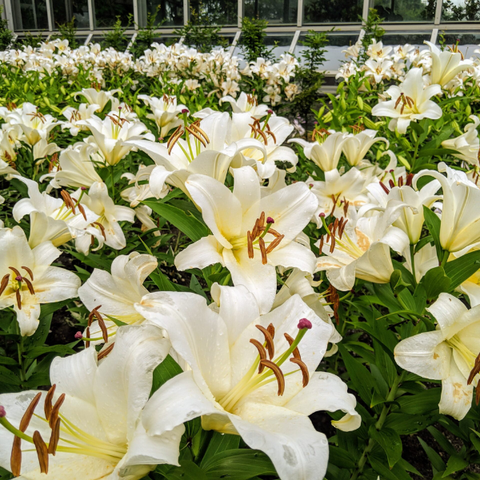 Hạt giống hoa ly