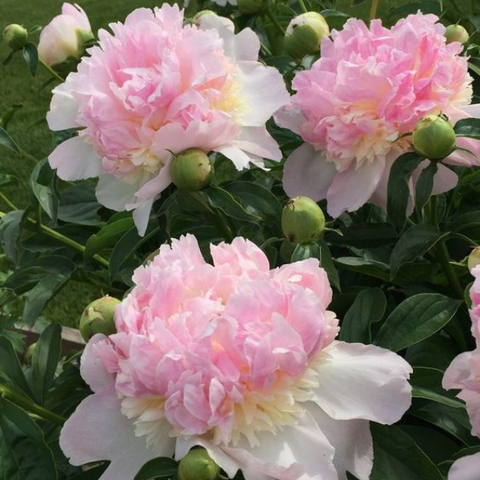 Hạt giống hoa mẫu đơn