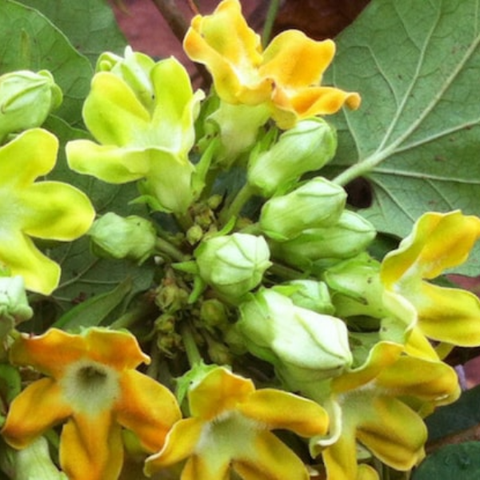 Hạt giống Hoa thiên lý