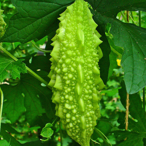 Hạt giống khổ qua