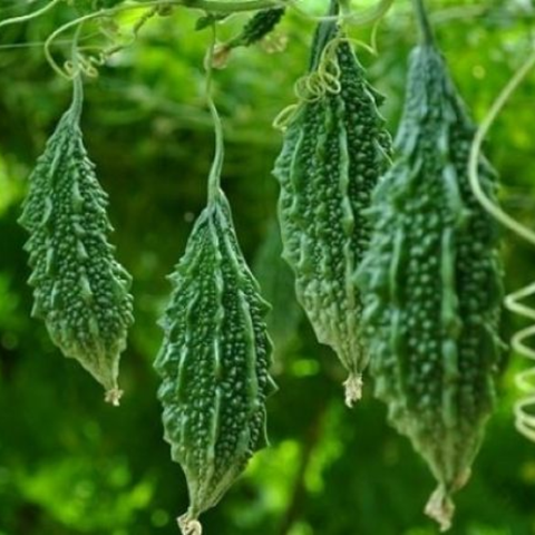 Hạt giống khổ qua rừng