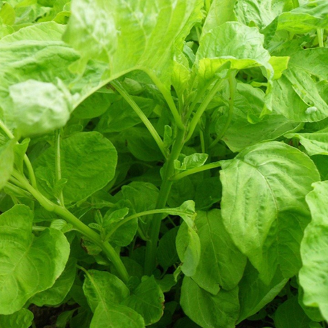 Hạt giống Rau dền