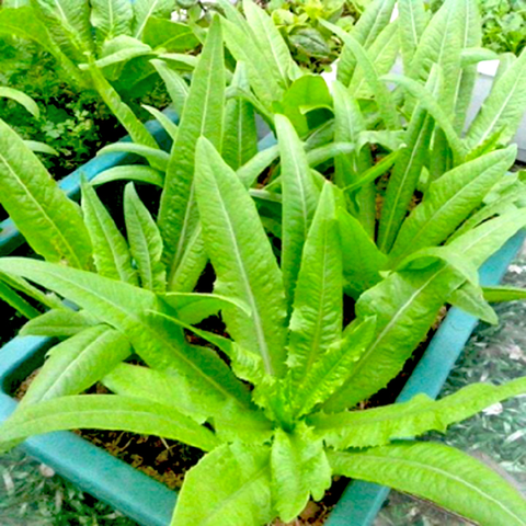 Hạt giống Rau diếp thơm