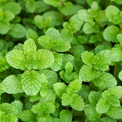 Hạt giống Rau húng bạc hà