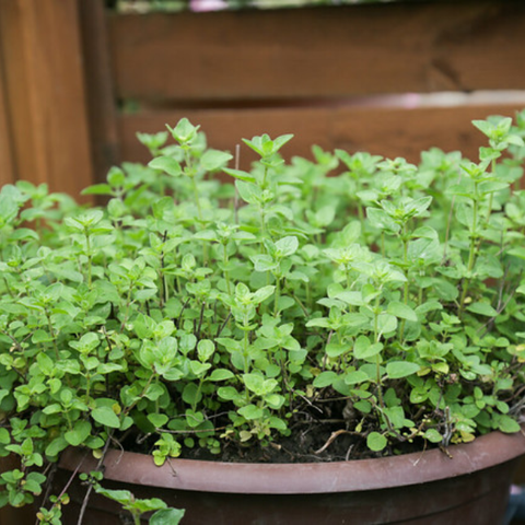 Hạt giống Rau Kinh Giới