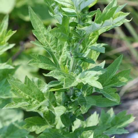 Hạt giống Rau ngải cứu