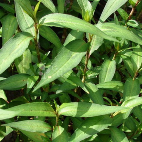 Hạt giống Rau răm