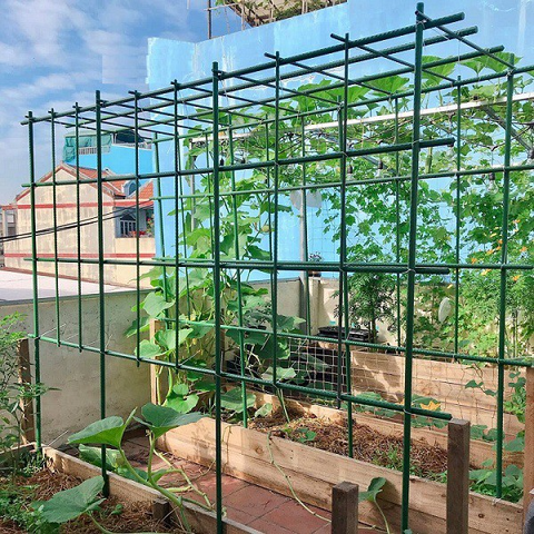 Ống thép bọc nhựa làm giàn leo