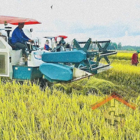 Ghi nhận giá lúa gạo ngày 10/3 tại thị trường trong nước đi ngang so với ngày hôm qua. Thị trường mua bán giao dịch chậm
