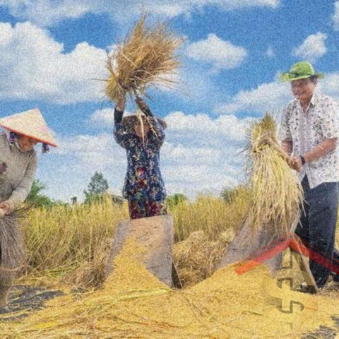 Giá lúa gạo ngày 28/3/2025: Đài thơm và OM tăng giá, gạo Việt vẫn bám sát Thái Lan