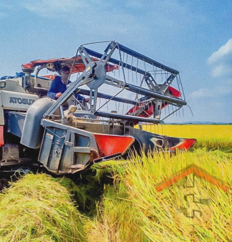 Giá lúa gạo ngày 11/3: lúa tươi bật tăng. Thị trường mua bán giao dịch mua bán đều, nguồn lúa khá.