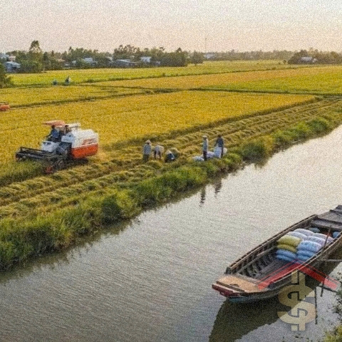 Giá lúa gạo hôm nay 24.12: Ổn định trên diện rộng