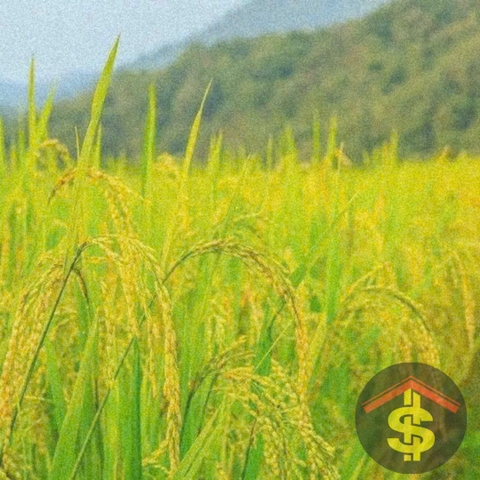 Giá lúa gạo hôm nay 8/1: Gạo giảm nhẹ, phụ phẩm tiếp đà tăng