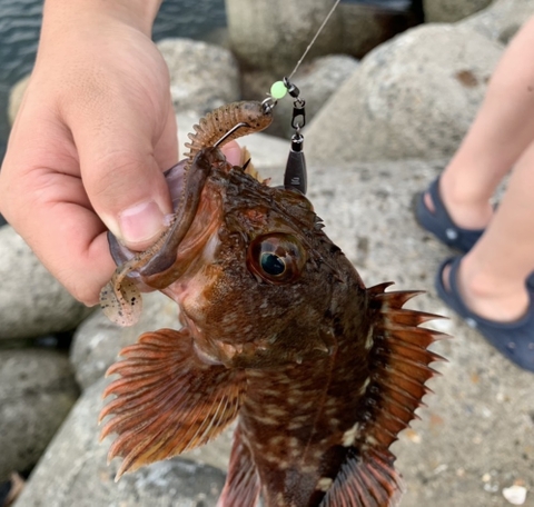 JUNGLEGYM RINGED EASTER J508
