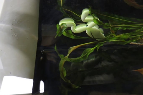 JACKALL CLONE FROG