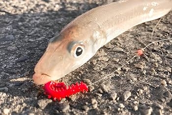 BERKLEY Gulp Scented Soft Bait Worm Lure SW ISOME GOKUTOBO