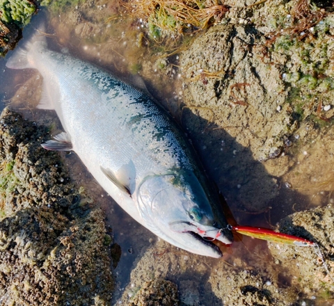 ABU GARCIA SURF SLAYER