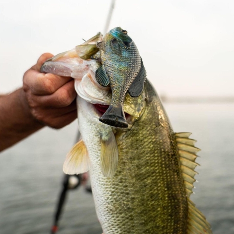 SAVAGE GEAR 3D PULSE TAIL BLUEGILL