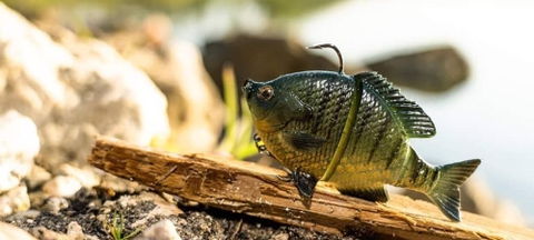 SAVAGE GEAR 3D BLUEGILL