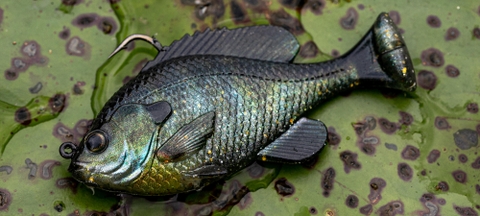 SAVAGE GEAR 3D PULSE TAIL BLUEGILL
