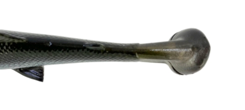 SAVAGE GEAR 4D LINE THRU PULSE TAIL TROUT SS