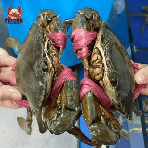 Combo Cua thịt Cua Gạch Thượng Hạng - Combo gia đình Gold (<500K) -Tuyển chọn Loại 1