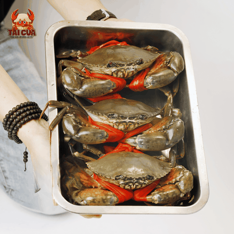 CUA THỊT (250g-300g/con) - THƠM NGON GIÀU PROTEIN - Y3