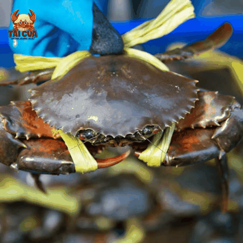 CUA THỊT ZON (180g-240g/con) - CHẮC THỊT THƠM NGON - Y3