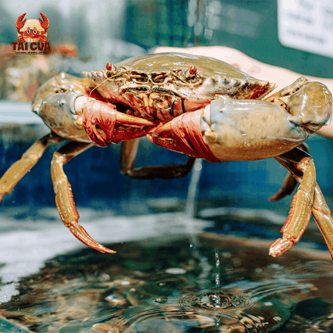 CUA THỊT (310g-400g/con) - CHẮC THỊT THƠM NGON - Y4