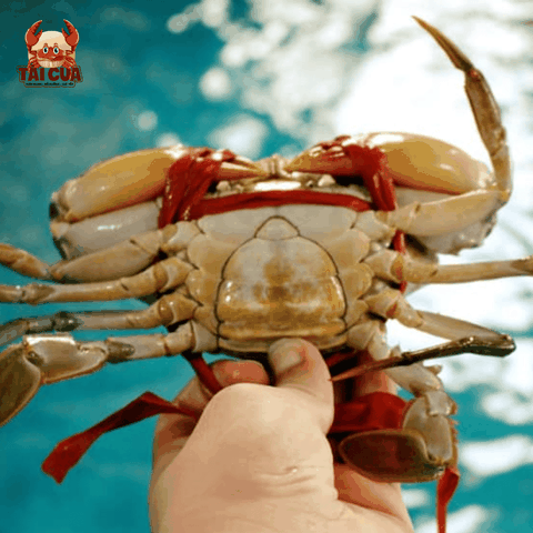 CUA YẾM VUÔNG (150g-200g/con)- CUA TRINH NỮ GẠCH VÀNG DINH DƯƠNG