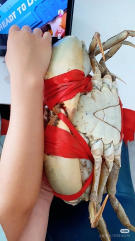 CUA THỊT SIÊU TO - VIP Y7- CHẮC THỊT THƠM NGON (>600g)