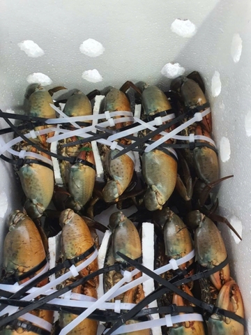 Combo Cua thịt Cua Gạch thượng hạng - Combo Platinum (<1TR) -Tuyển chọn Loại 1