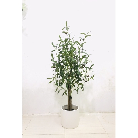 CÂY OLIU THÂN GỖ HẰNG DECOR 1M-1M3