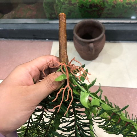 Cành dương sỉ cổ đại 11 nhánh 45cm