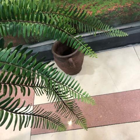 Cành dương sỉ cổ đại 11 nhánh 45cm