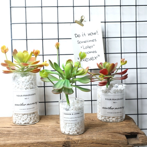 Cành sen đá hoa mầm cao 18cm