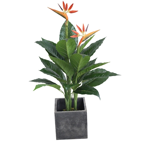 CÂY HOA THIÊN ĐIỂU 1M HẰNG DECOR