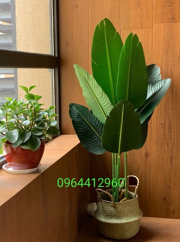 CÂY CHUỐI RẺ QUẠT TRANG TRÍ HẰNG DECOR 1M2(3 nhánh-12 lá)