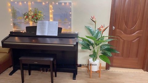 CÂY HOA THIÊN ĐIỂU 1M HẰNG DECOR