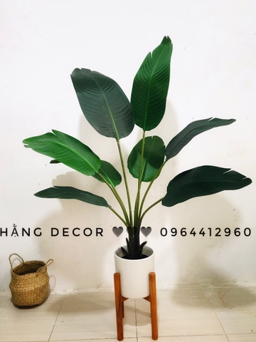 CÂY CHUỐI RẺ QUẠT TRANG TRÍ HẰNG DECOR 1M2(3 nhánh-12 lá)