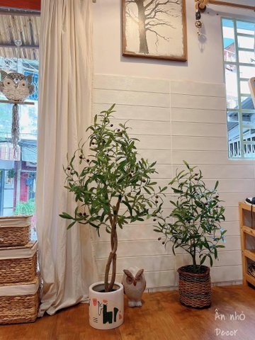 CÂY OLIU THÂN GỖ HẰNG DECOR 1M-1M3